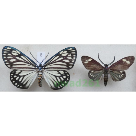 Cyclosia papilionaris Drury, 1773 pair Vietnam8